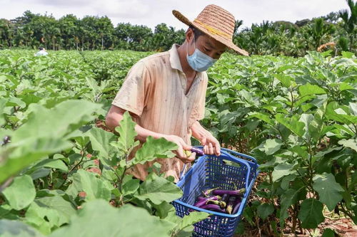 海口聚力融合，繪就鄉村振興新畫卷——記鞏固拓展脫貧攻堅成果同鄉村振興有效銜接的?？趯嵺`